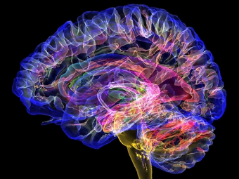 肏大屄网站全视频大脑植入物有助于严重头部损伤恢复